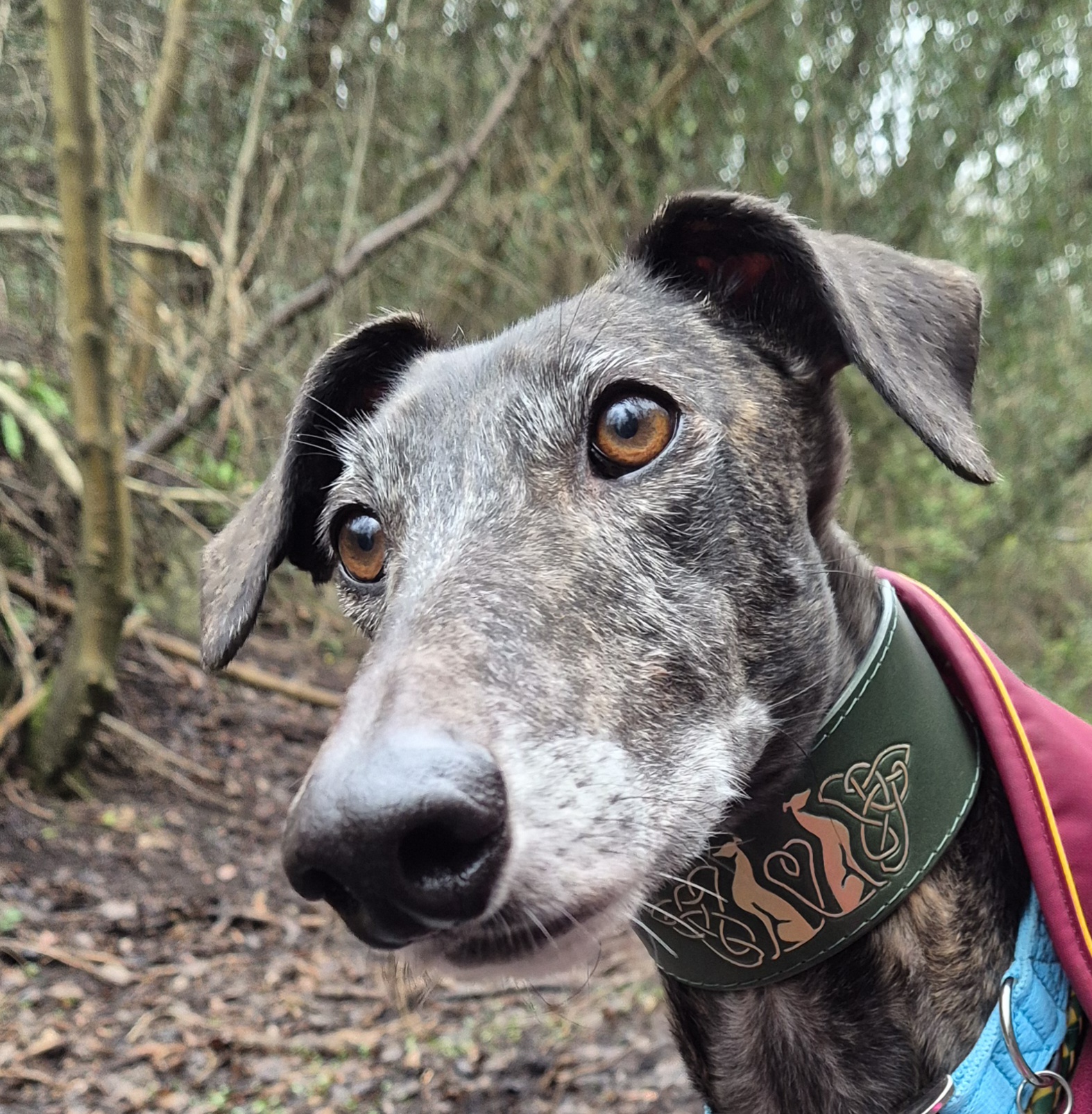 Maggie in a Celtic Greyhounds collar